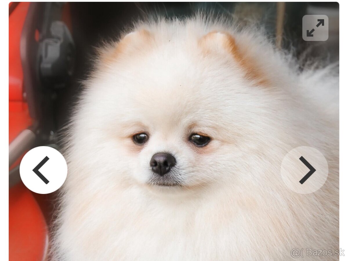 Pomeranian s PP - 10