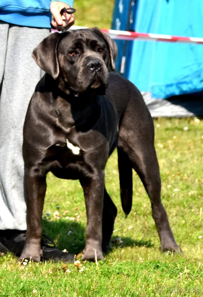 Štěňátka Cane Corso - 10