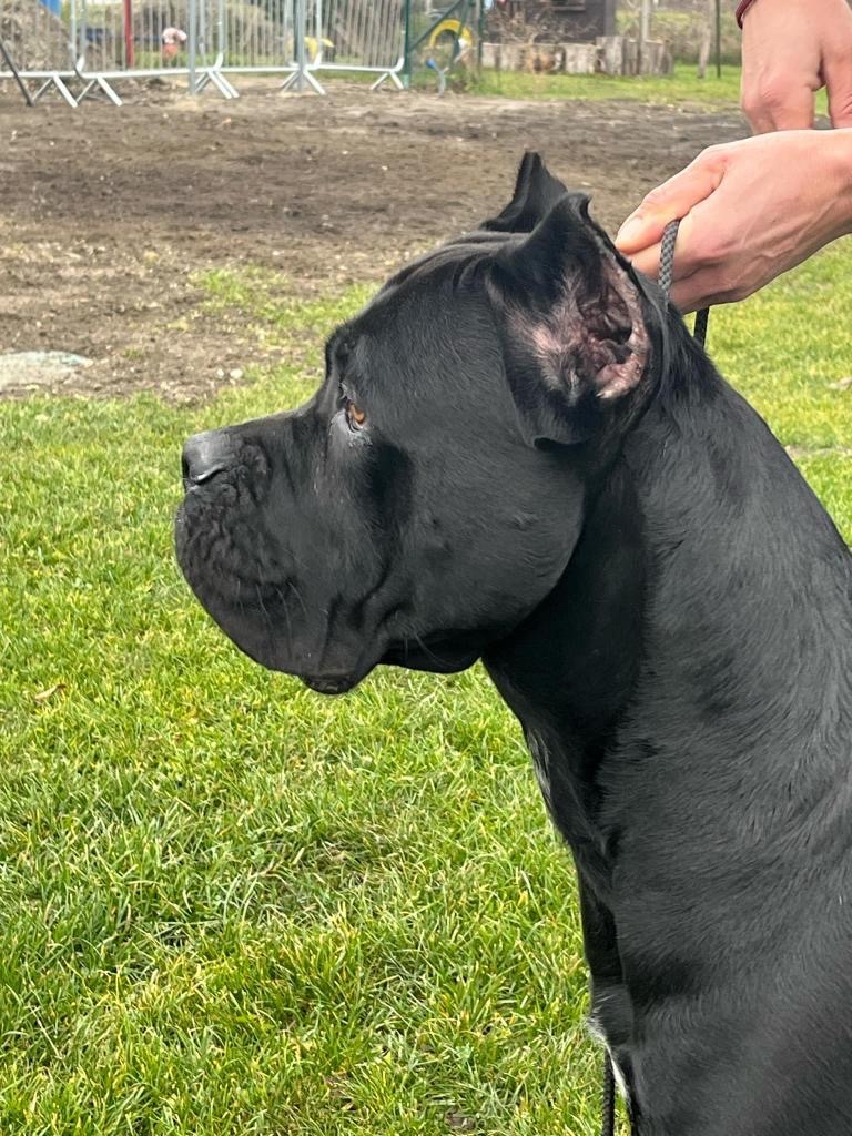 Pes na krytie Cane Corso 3 ročný - 10