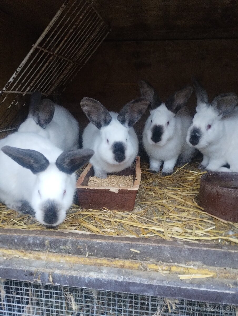 Kalifornsky kralik - 10