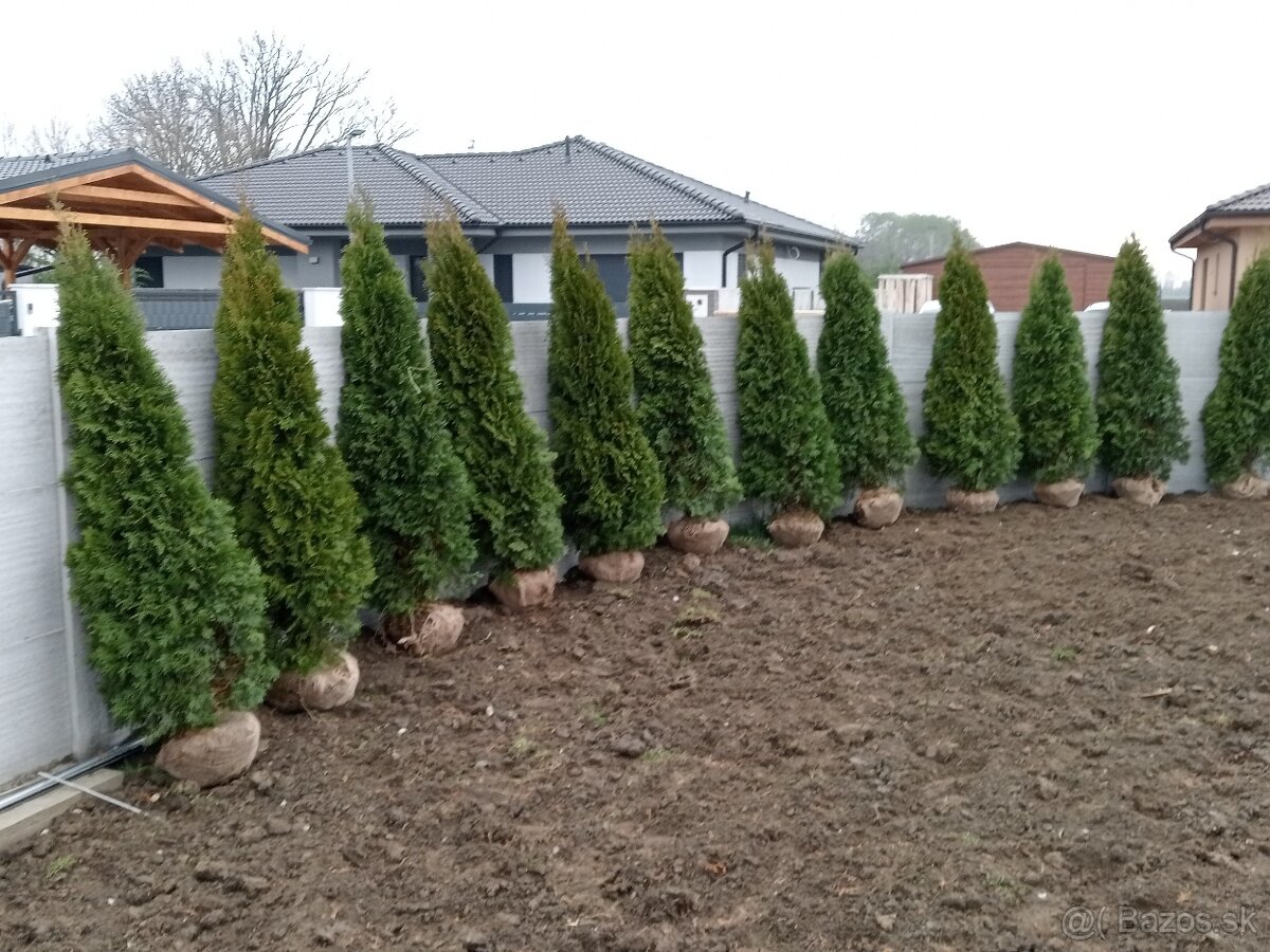 Tuja Smaragd, vavrínovec, červienka, gaštan - Žilina - 10