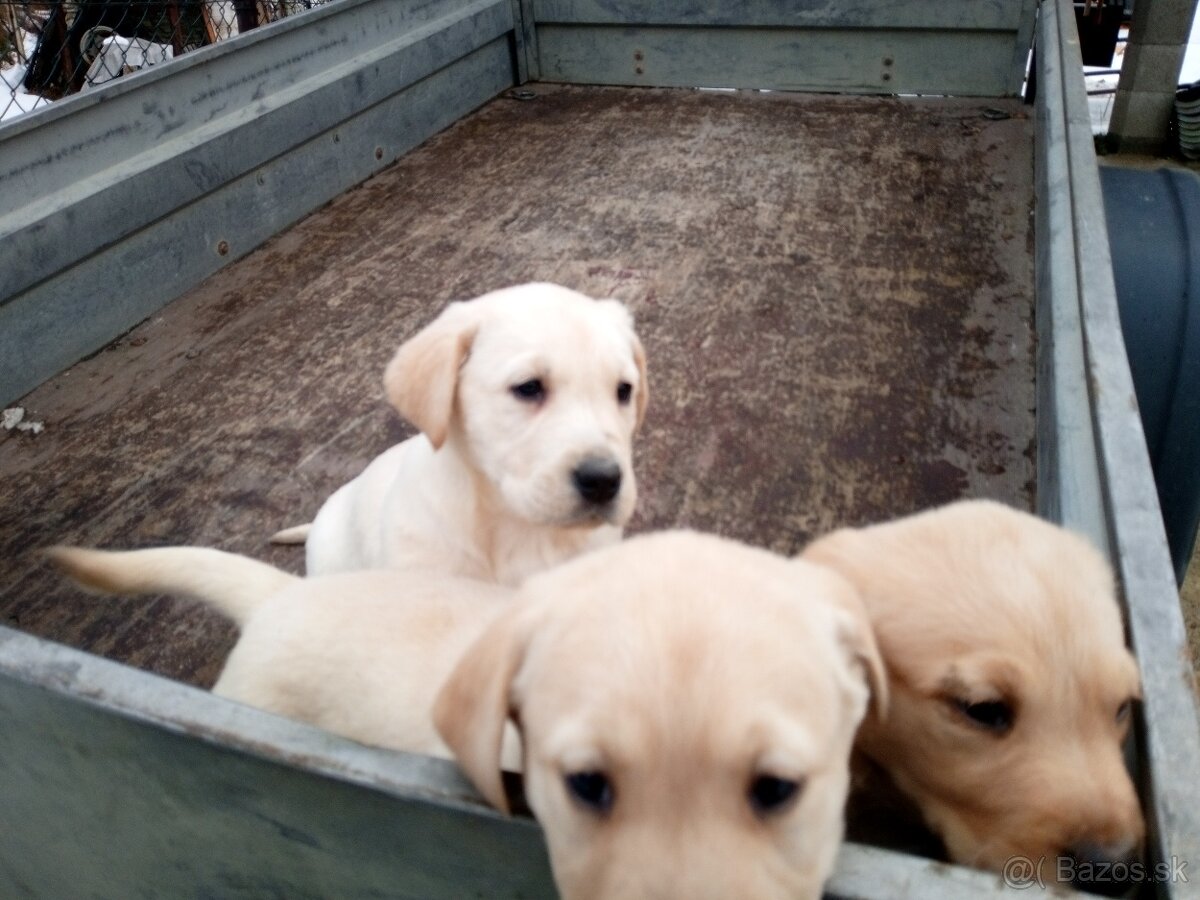 Labrador retriever - 10