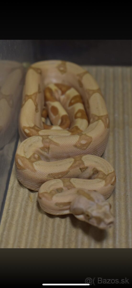 Boa Constrictor- Velhad kralovsky - 10