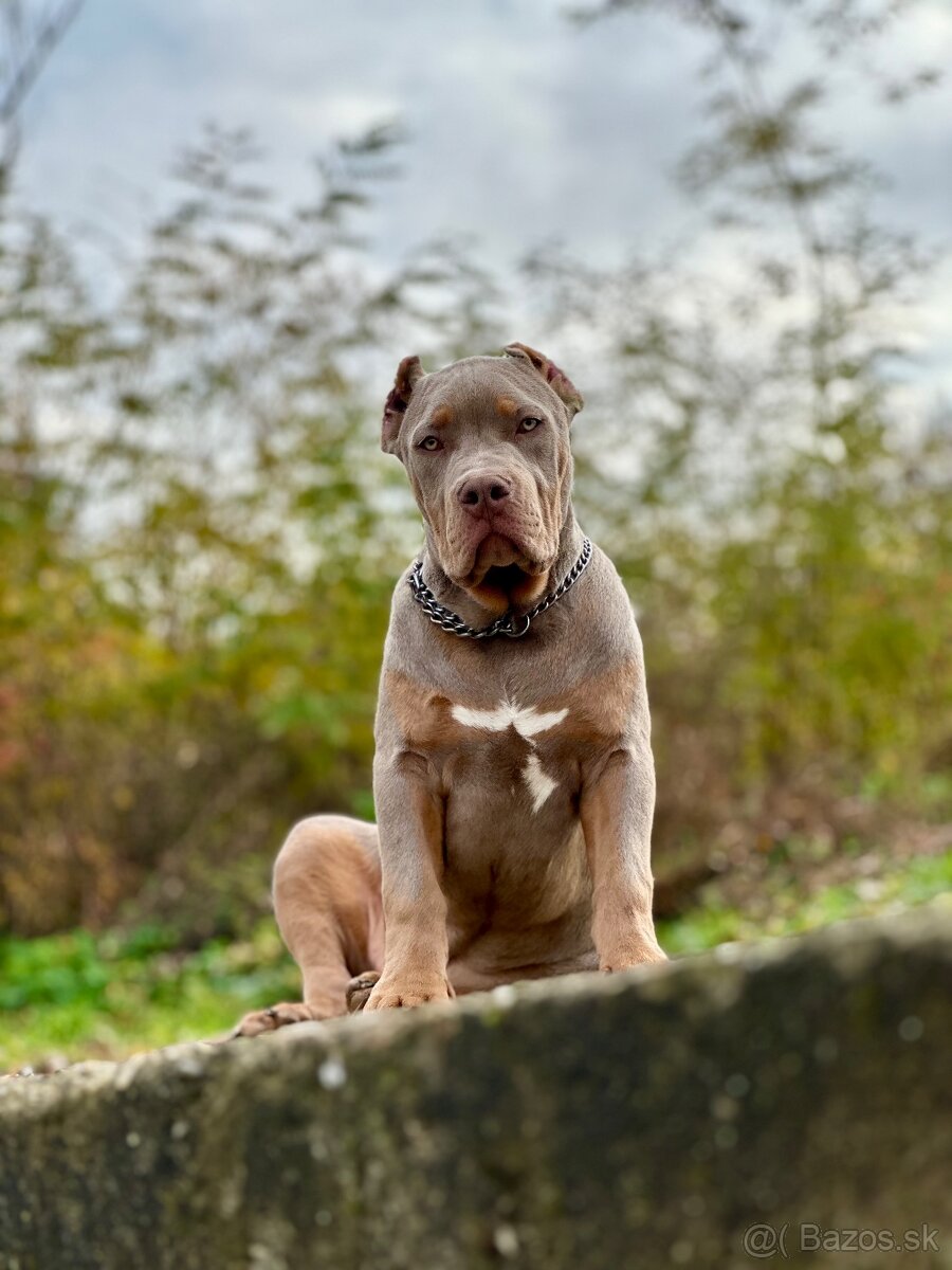 American Bully XL (Pitbull XXL) - 10
