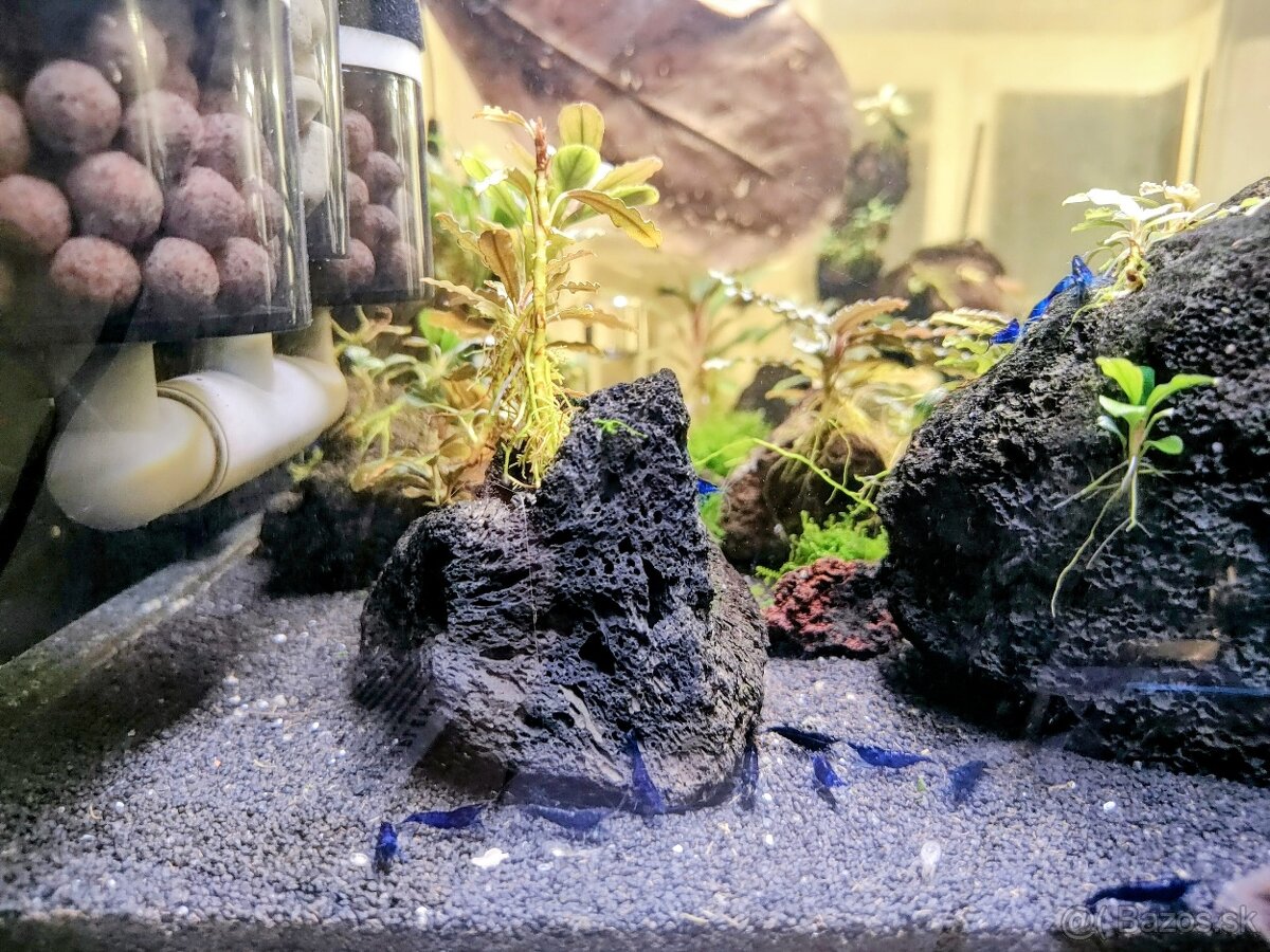 Predám krevetky Neocaridina Blue Diamond - 10