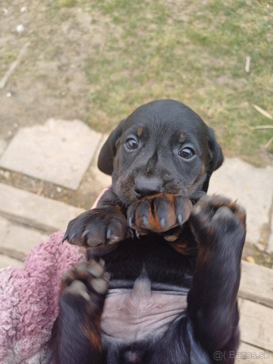 Šteniatka jazvečíka - 10