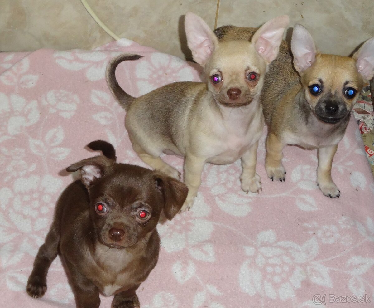 čivava krátkosrstá - 10