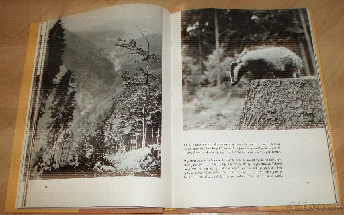 Povídání s liškou - 10