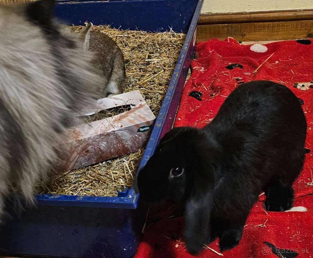 Ročný zajačik - 10