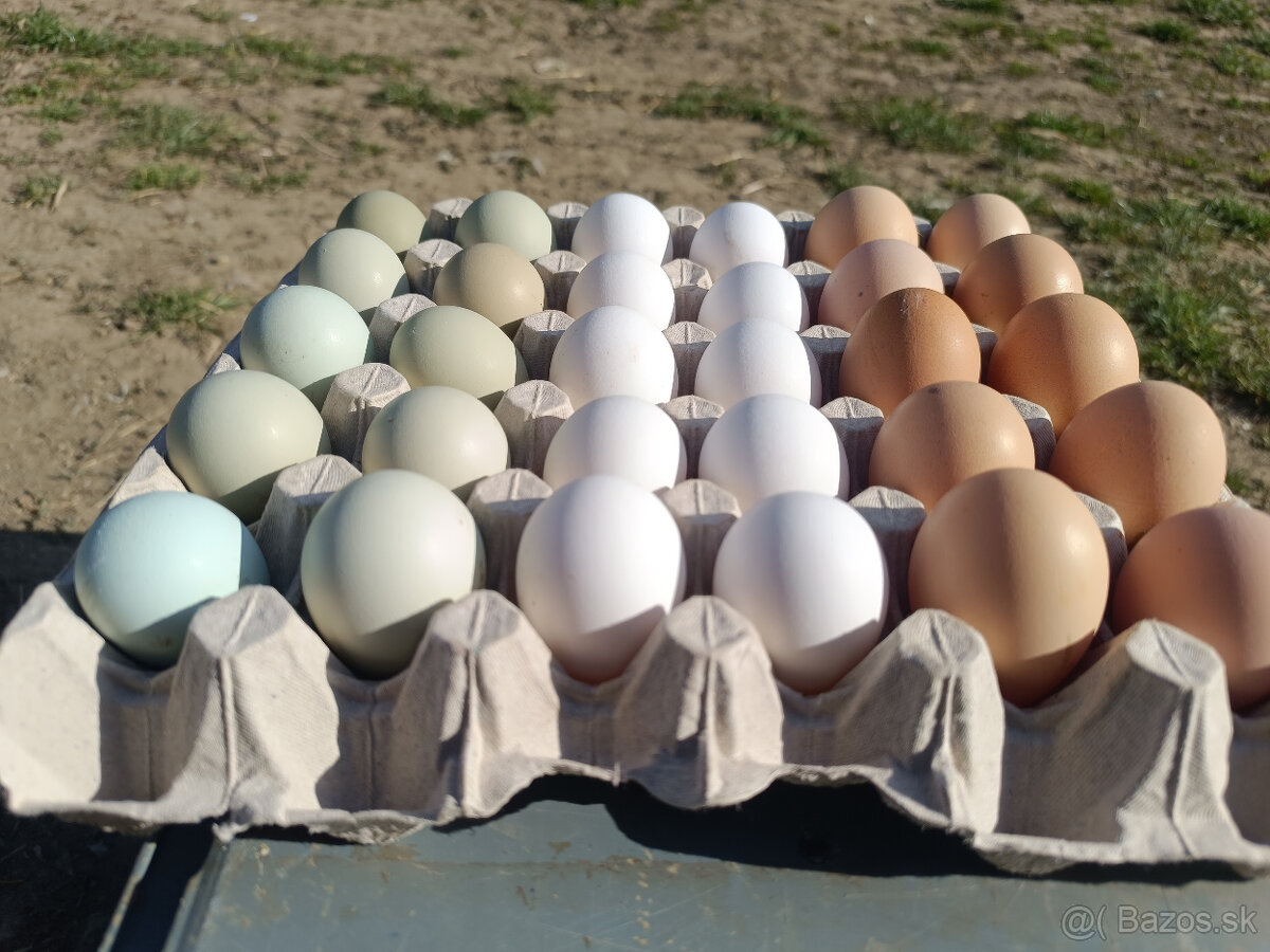 predám nosnice - 10