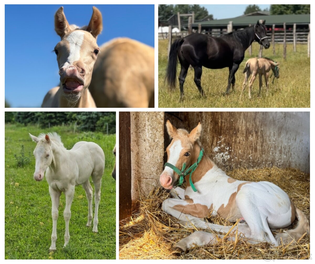 Pripúšťanie cremello Quarter Horse žrebcom - EARLY BOOKING - 10