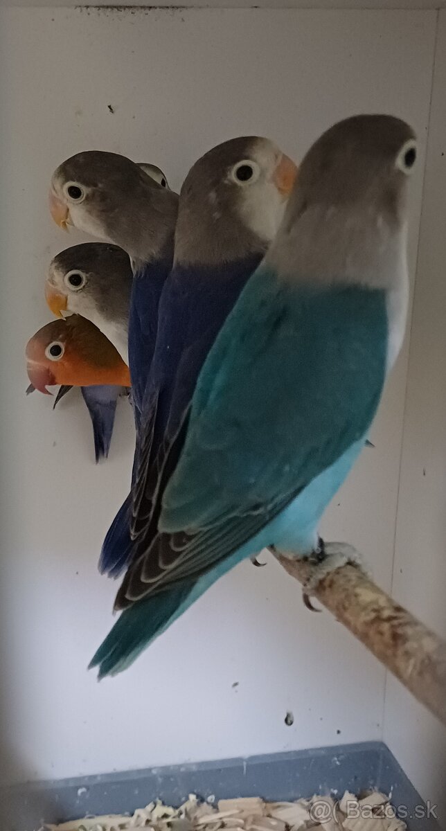 Prodám agapornise. - 10