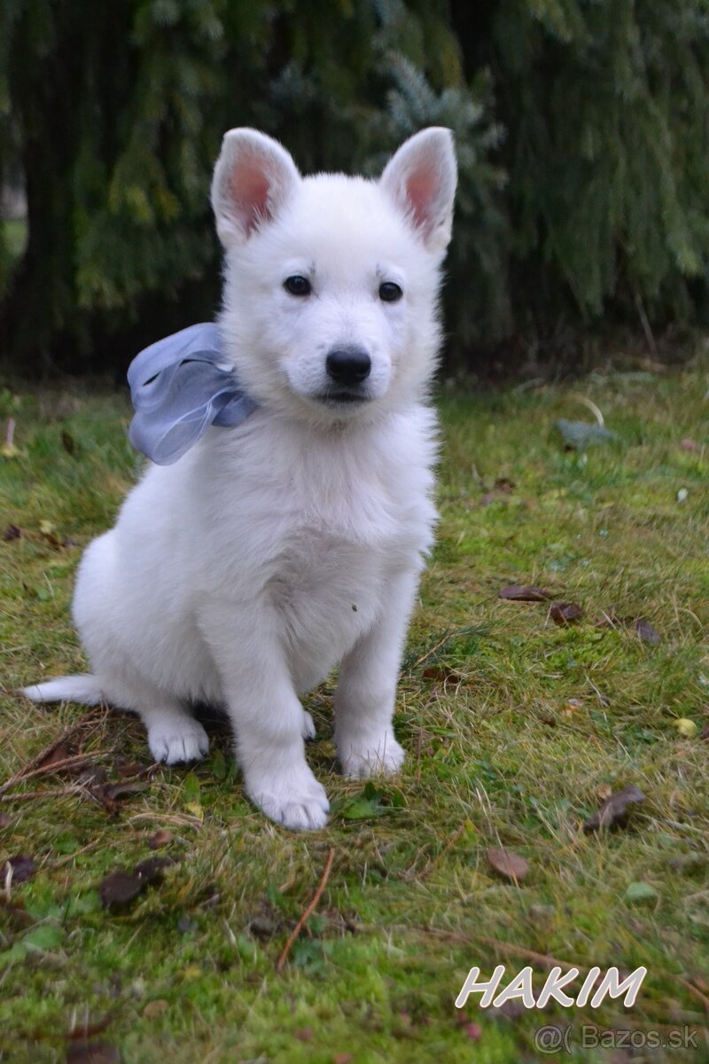 Biely švajčiarsky ovčiak , s PP - 10