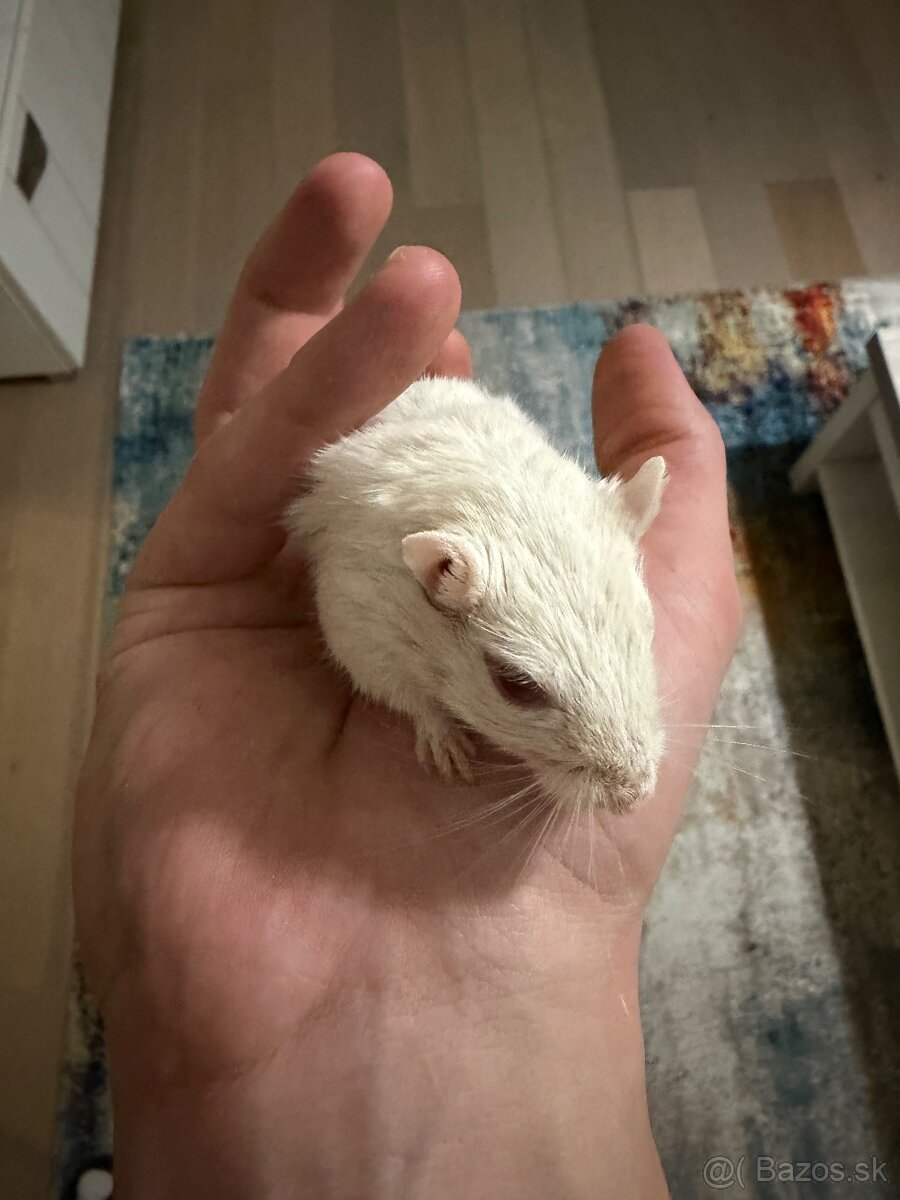 Darujeme pieskomila - 10