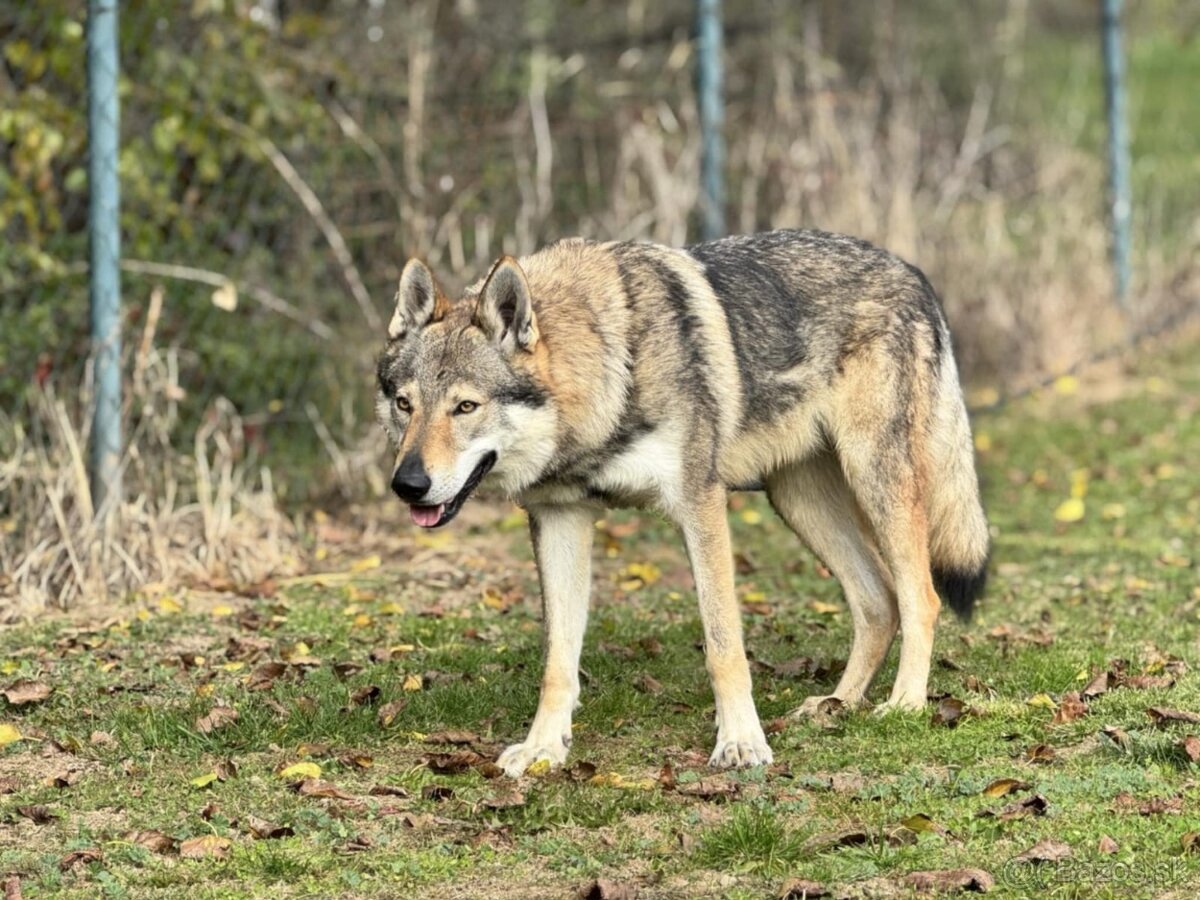 československý vlčiak s PP (FCI) - 10