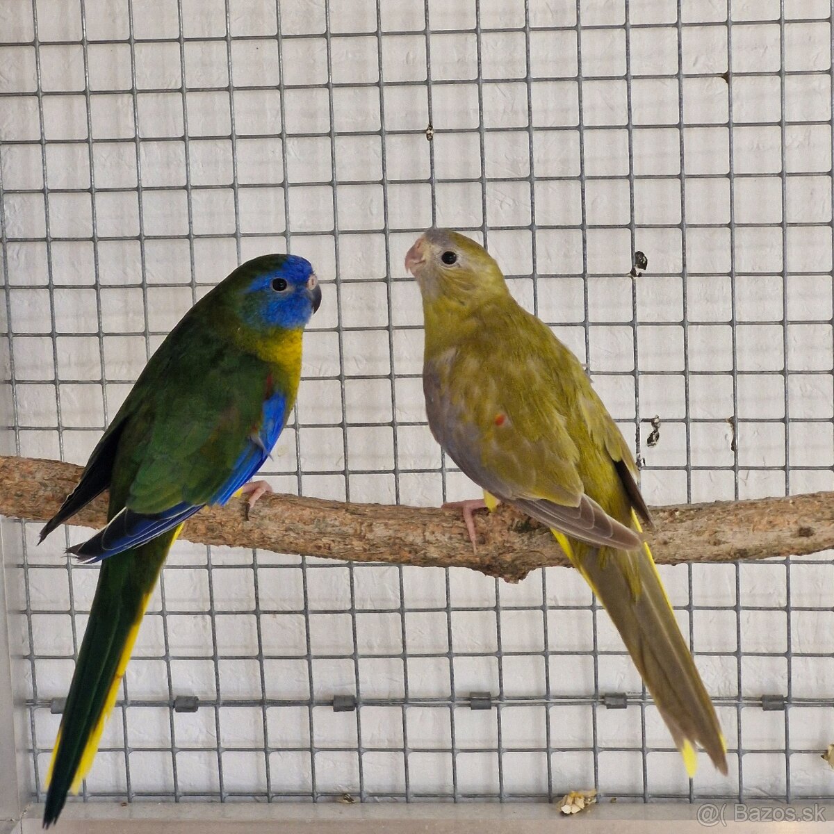 Predam neofema tyrkysova žltobruchá - 10