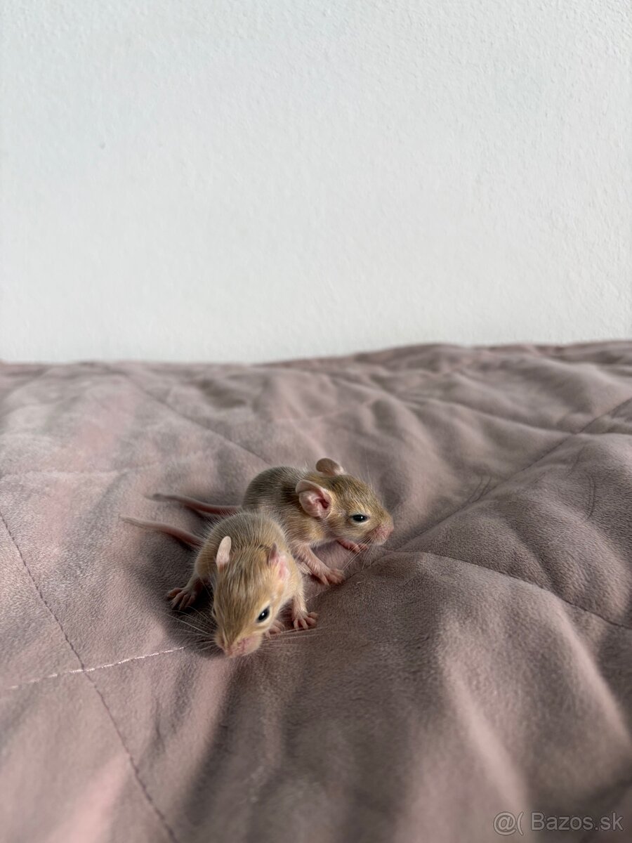 Predám mláďatá osmaka degu🐾 - 10