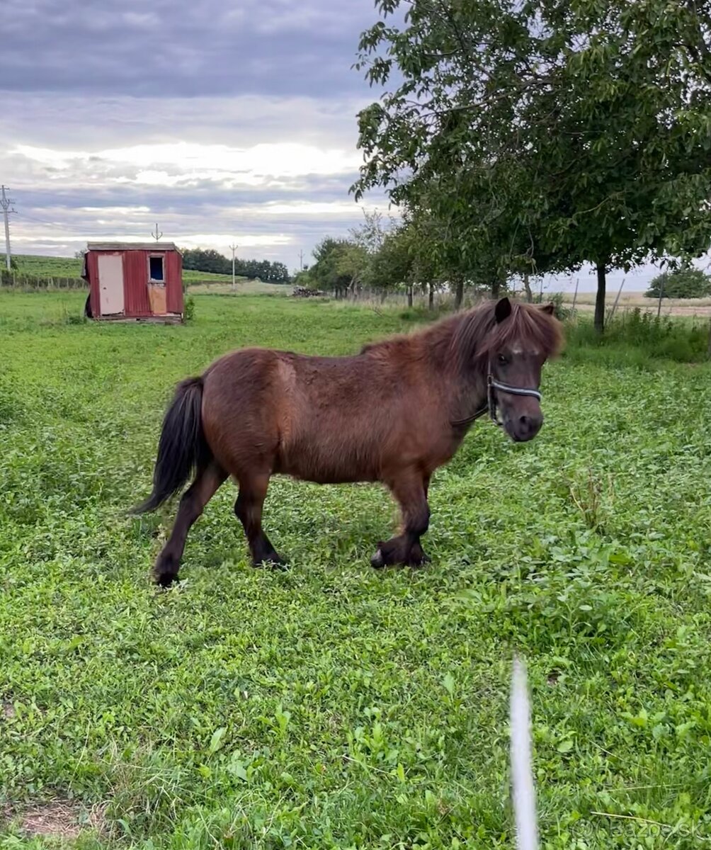 Prodám poníky - 10