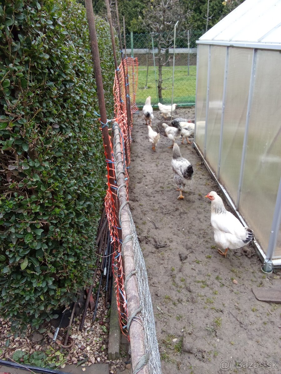 Predám kohútov - 10