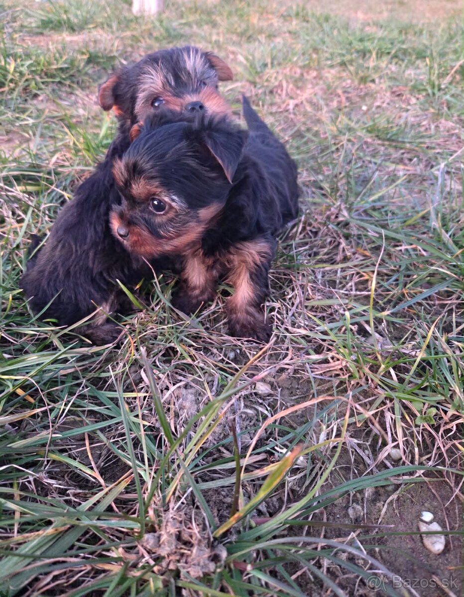 Yorkshirsky terier - 10