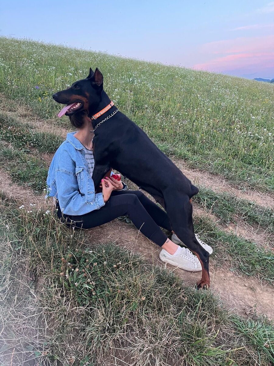 Doberman šteniatka - 10