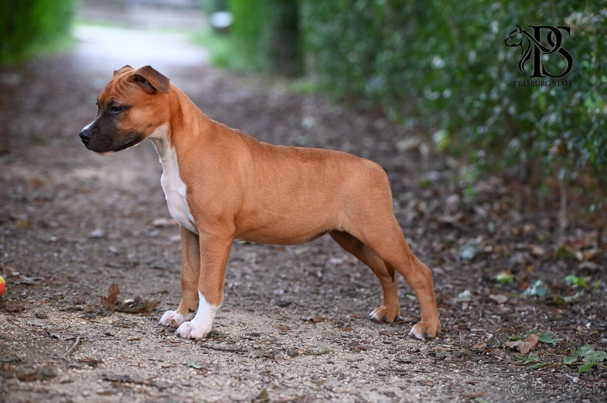 Americký Staffordšírsky terriér - 10