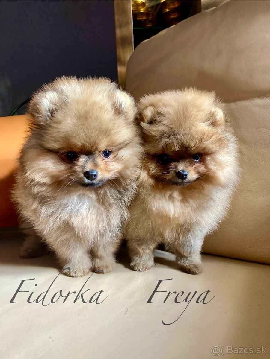 Pomeranian s PP FCI - 10