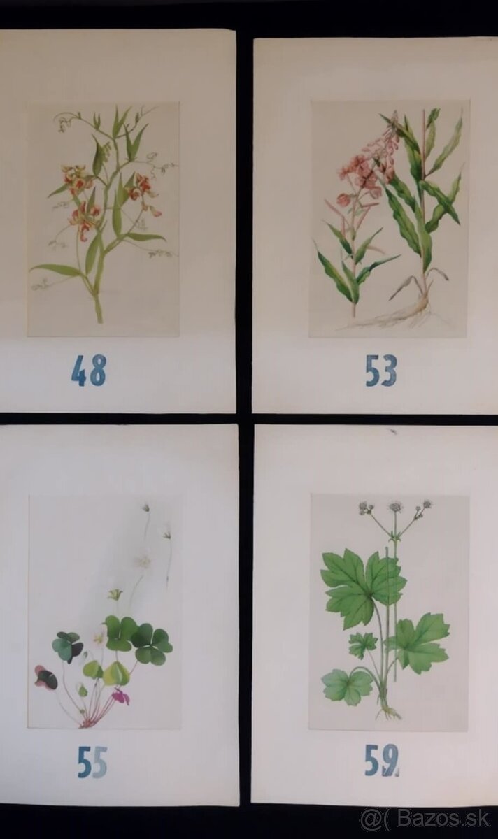 obrázky rastlín - 10