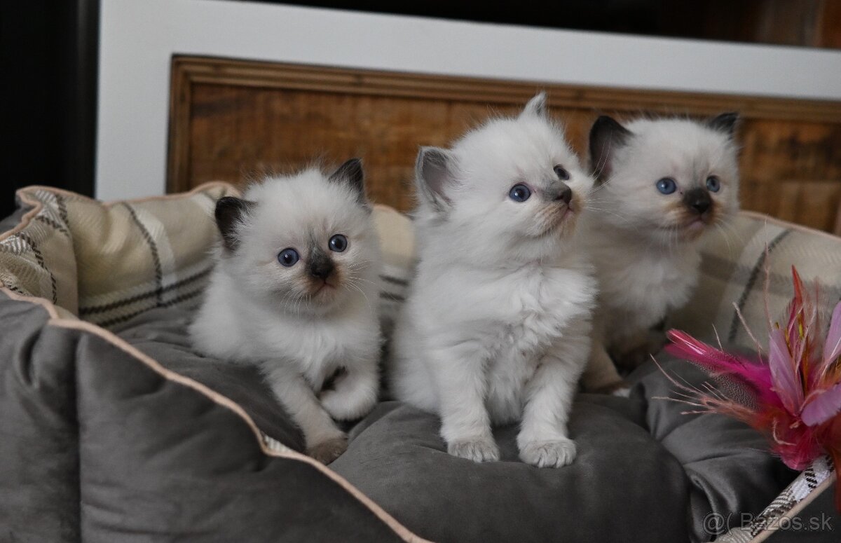 RAGDOLL mačiatka s rodokmeňom, - 10