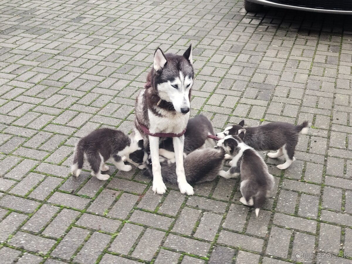SIBÍRSKY HUSKY - 10