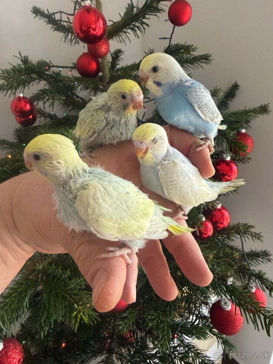 Andulky Dúhové Maznačikovia - 10