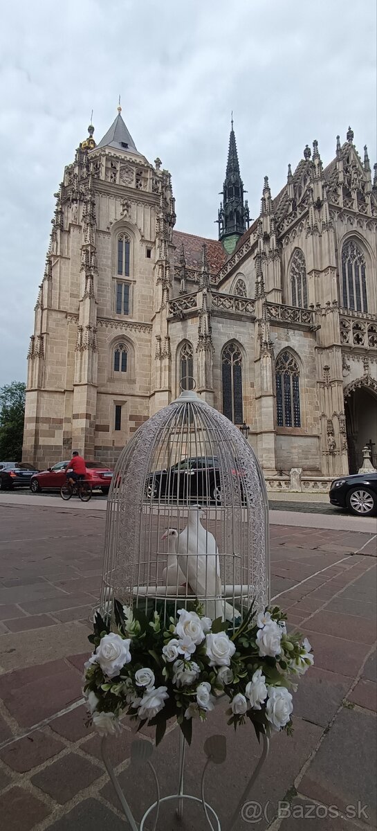 Biele svadobné holuby 2026 - 10