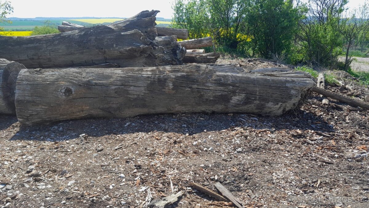 Subfosílny dub - cca 3000 rokov starý - 10