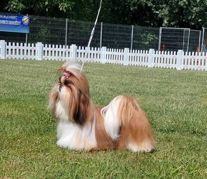 Predám šteniatka Shi tzu - 10