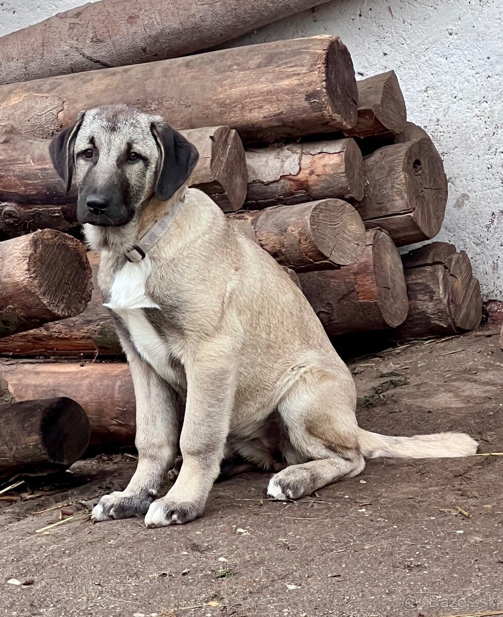 KANGAL s PP - štěňata již K ODBĚRU, iba sučky - 10