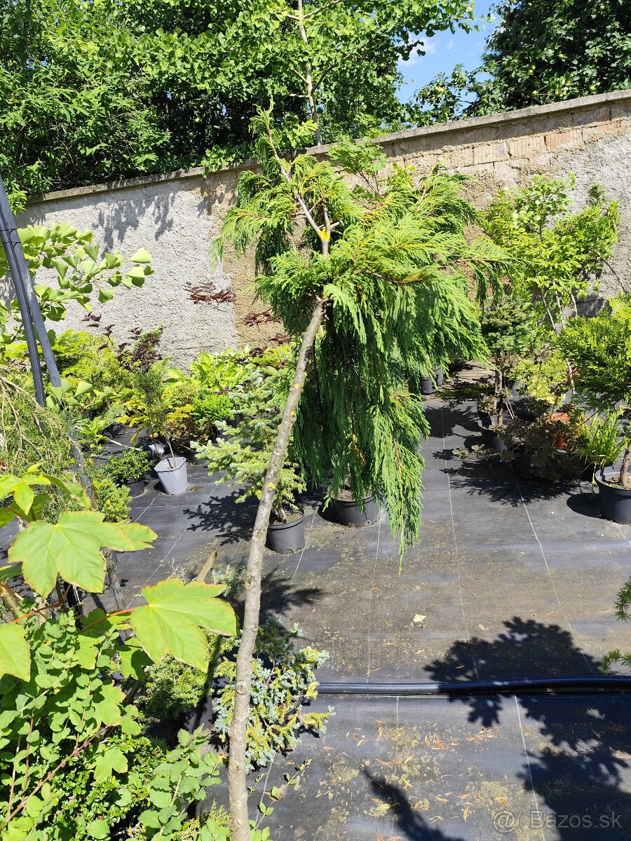 Okrasné dreviny, kríky - 10