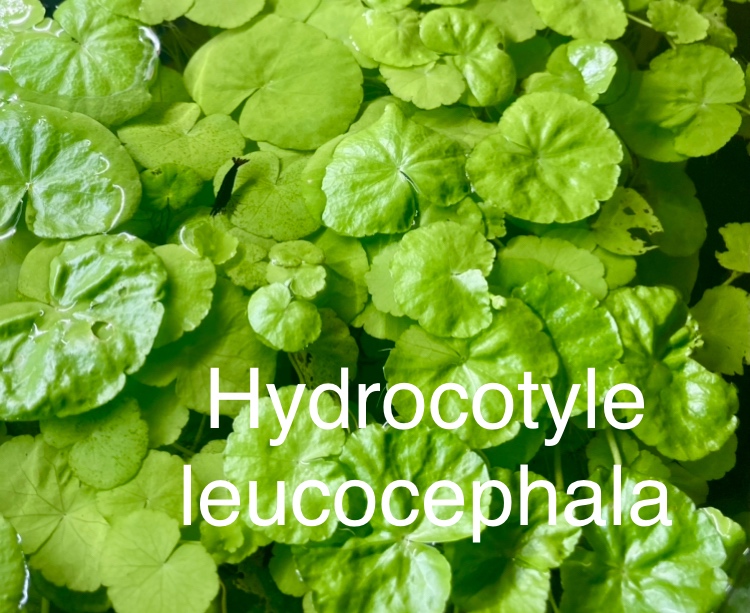 Plavajuce akvariove a jazierkove rastliny - 10