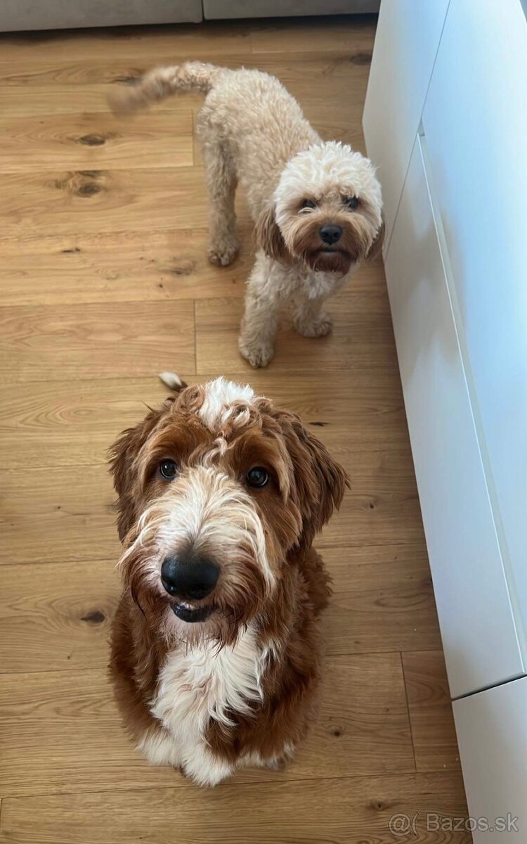 Goldendoodle na krytie - 10