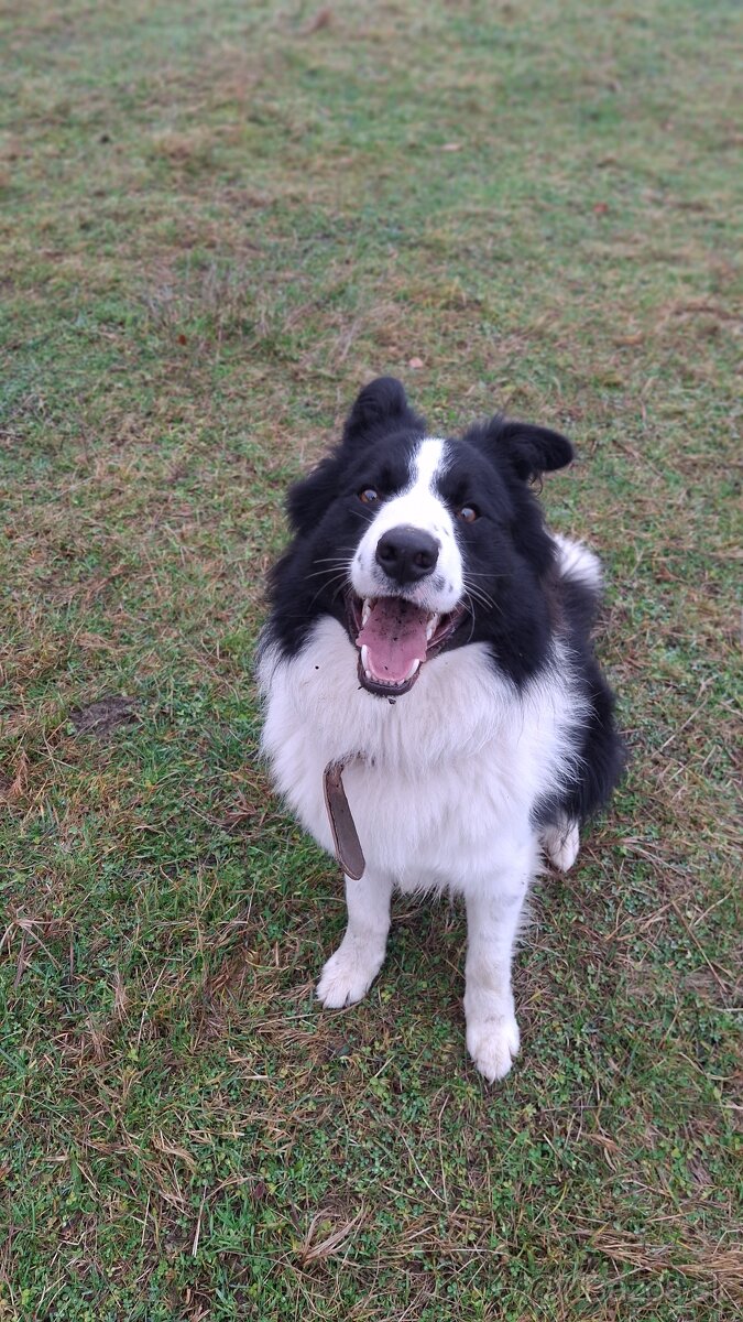 AKTUALNE Darujem border koliu - 10