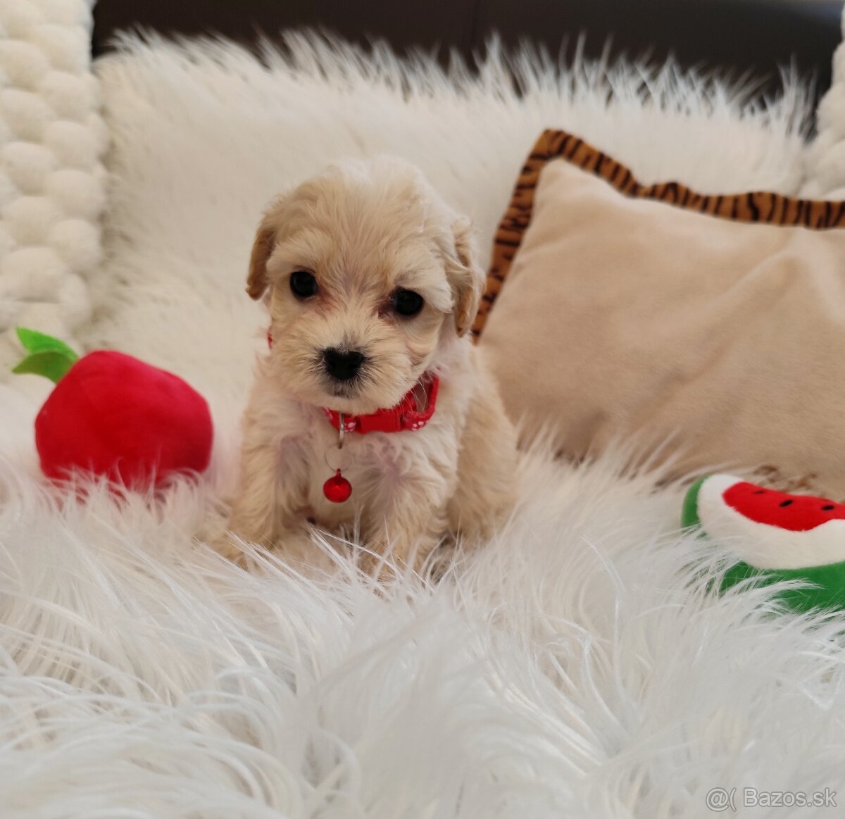 Maltipoo - 10