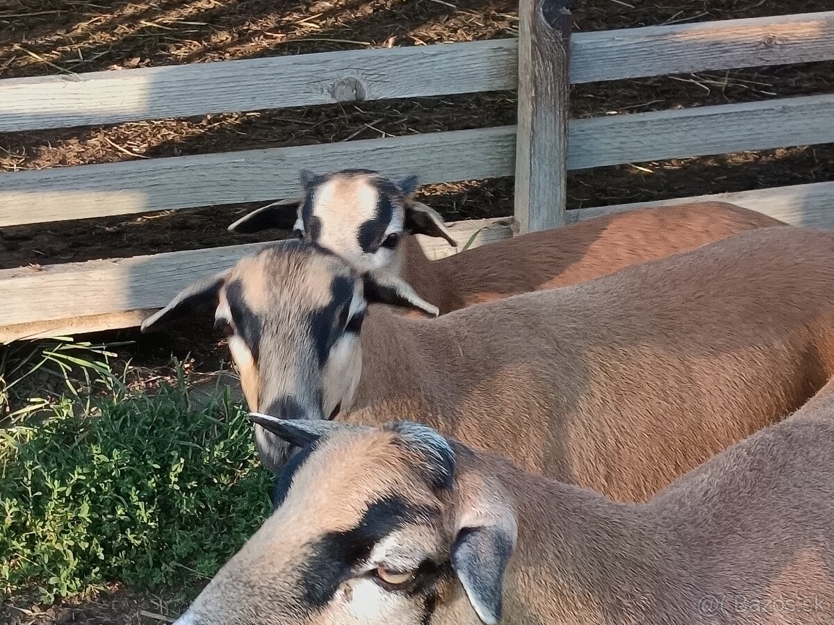 Predám ovečku ovce kamerunskej - 10