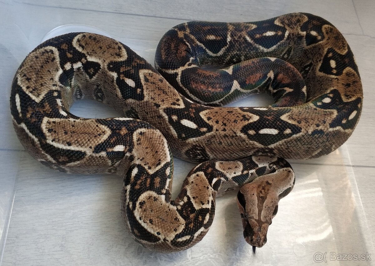 Boa imperator - DH Leopard VPI T+ Albino - 10