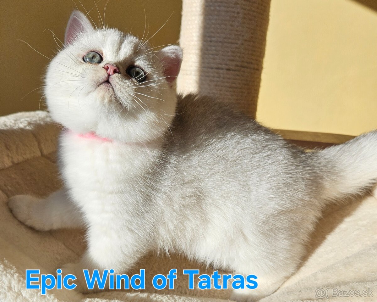 Britská krátkosrstá - 10