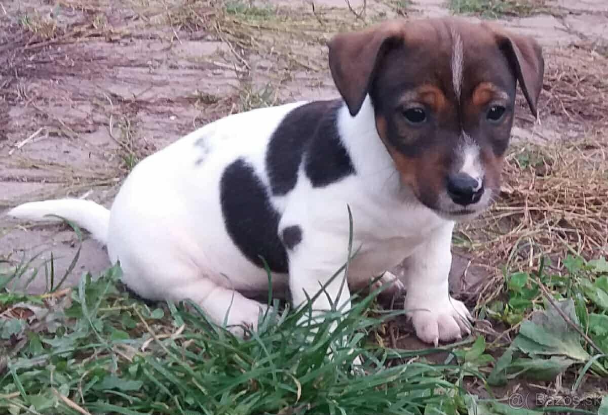 jack russel terier - 10