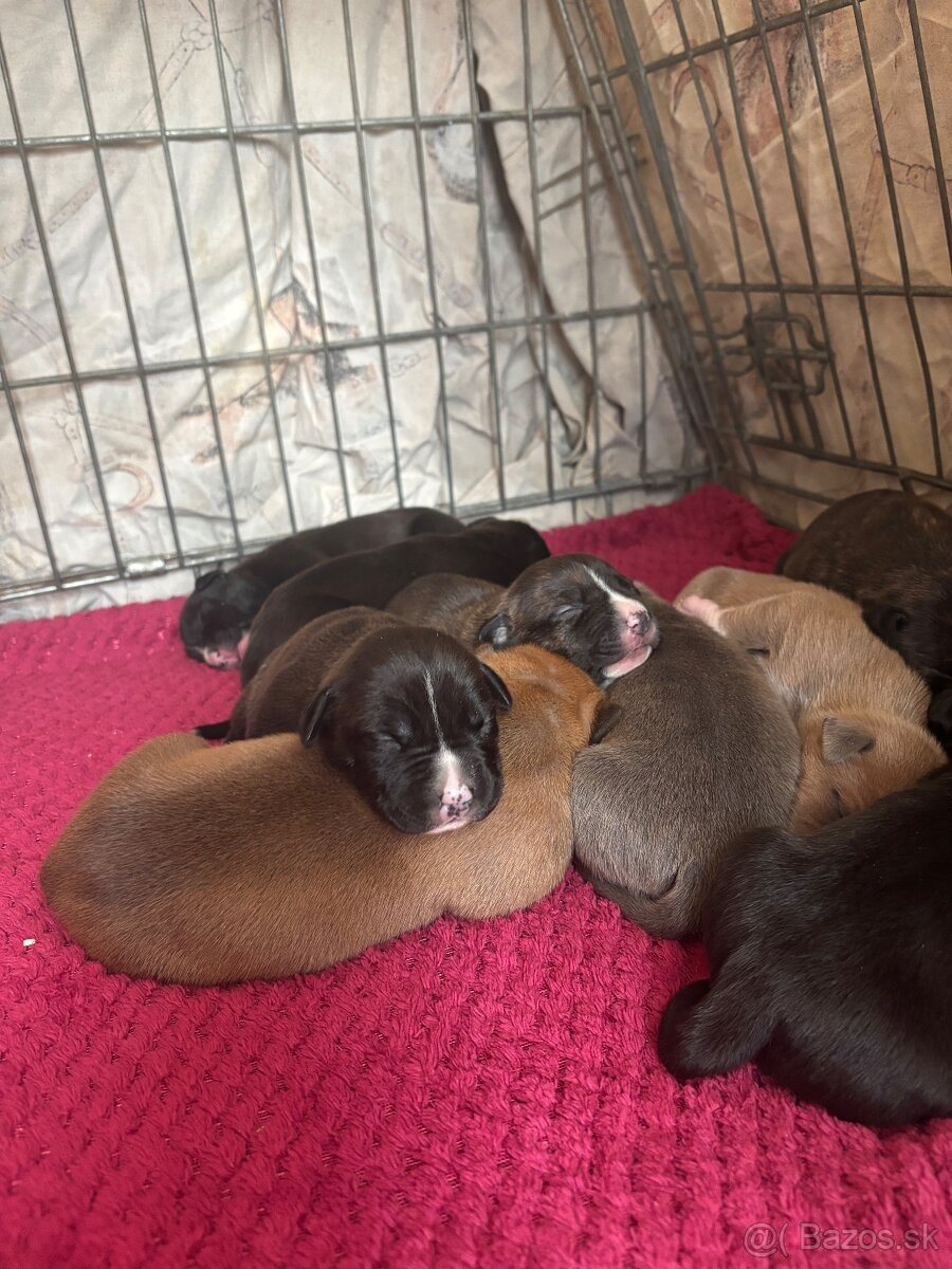 Americký stafordsirsky terier, Stafford, amstaf - 10