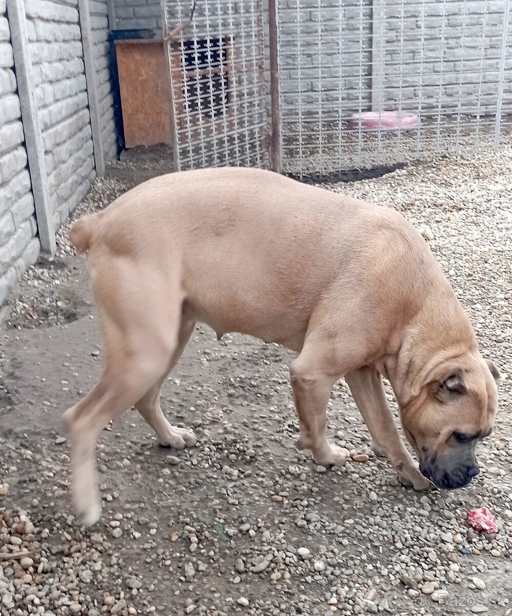 Cane corso šteniatka - 10