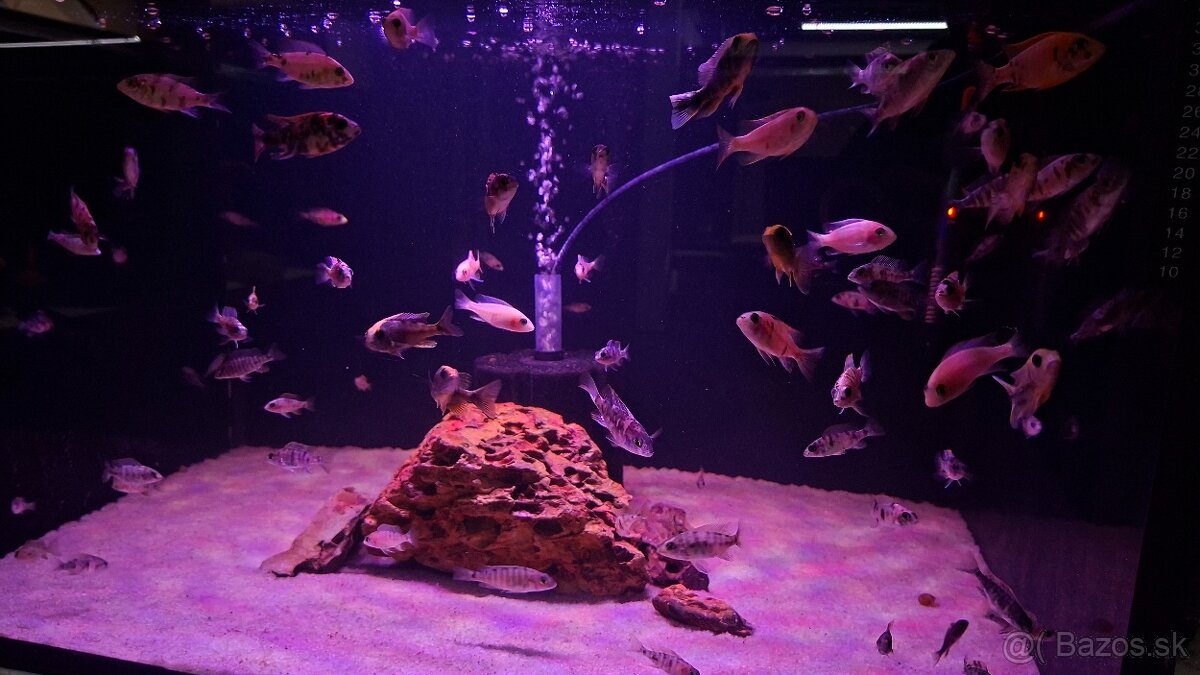 Africké cichlidy Malawi - 10