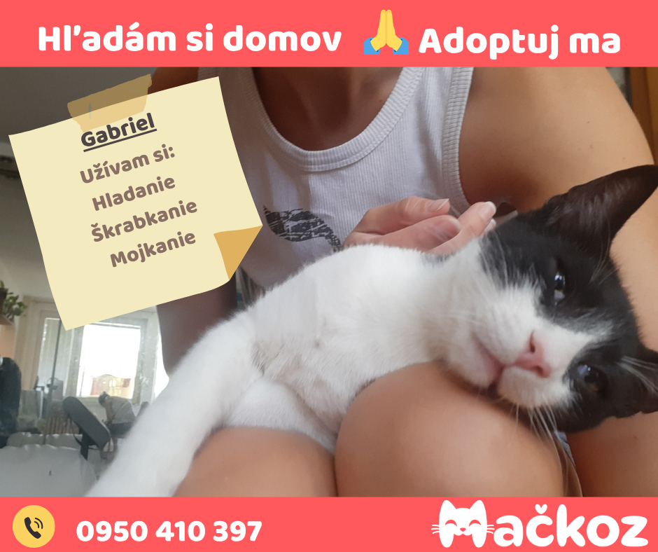 THOMAS a GABRIEL - DARUJEM KOCURIKA / KOCURIKOV NA ADOPCIU - 10