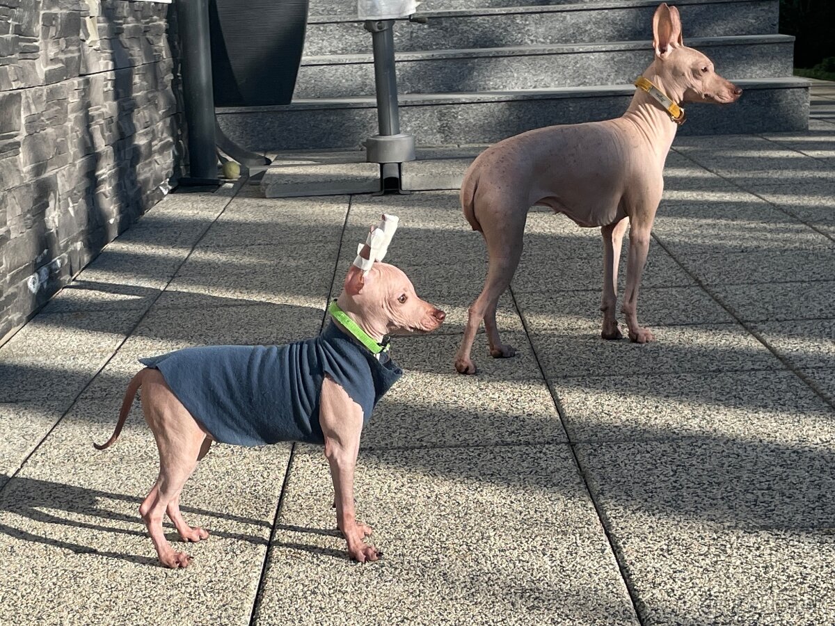 Peruánsky naháč malý - POSLEDNÝ VOĽNÝ PSÍK - 10