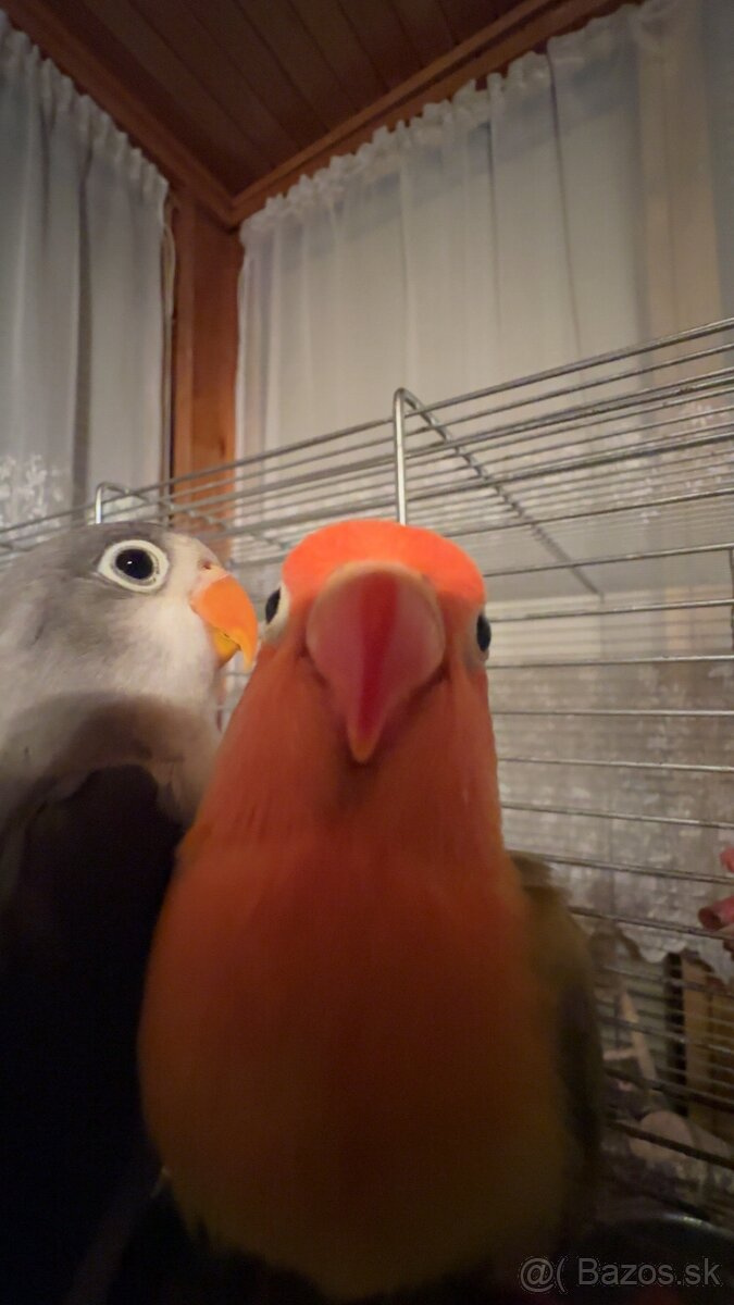 rucne dokrmene agapornisy - 10